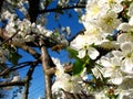 Spring time bees with flowers Royalty Free Stock Photo