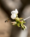 Bee flying to collect polen.