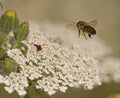 Bee flying to a flower Royalty Free Stock Photo