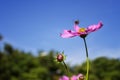 Bee flying to the flower Royalty Free Stock Photo