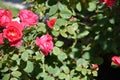 Bee flying in red rose