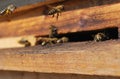 Bee flying to hive