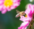 Bee flying to a pink anemone flower Royalty Free Stock Photo