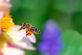 Bee flying to a pink flower blossom Royalty Free Stock Photo