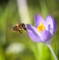 Bee flying to a purple crocus flower blossom Royalty Free Stock Photo