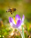 Bee flying to a purple crocus flower blossom Royalty Free Stock Photo