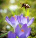 Bee flying to a purple crocus flower blossom Royalty Free Stock Photo