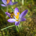 Bee flying to a purple crocus flower blossom Royalty Free Stock Photo