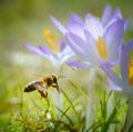 Bee flying to a purple crocus flower blossom Royalty Free Stock Photo
