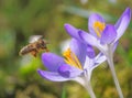 Bee flying to a purple crocus flower blossom Royalty Free Stock Photo