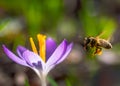 Bee flying to a purple crocus flower blossom Royalty Free Stock Photo