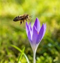 Bee flying to a purple crocus flower blossom Royalty Free Stock Photo