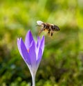 Bee flying to a purple crocus flower blossom Royalty Free Stock Photo