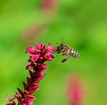 Bee flying to a red knotweed flower