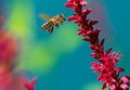 Bee flying to a red knotweed flower