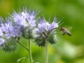 Bee flying to a scorpionweed