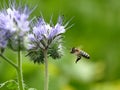 Bee flying to a scorpionweed