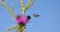 Bee flying to wild flower Royalty Free Stock Photo
