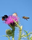 Bee flying to wild flower Royalty Free Stock Photo