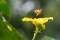 Honey bee flying on top of yellow flower over blur background Royalty Free Stock Photo