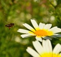 Bee flying toward splendid daisy flower