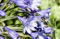 Bee flying towards agapanthus Flower