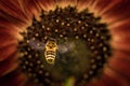 Bee Flying Towards a Big Sunflower Royalty Free Stock Photo