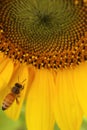 Bee flying towards centre of sunflower. Royalty Free Stock Photo