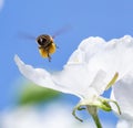 Bee flying to a flower Royalty Free Stock Photo