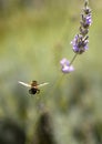 Bee flying towards lavender flower Royalty Free Stock Photo