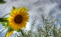 Sunflower in the summer with a bee. Royalty Free Stock Photo