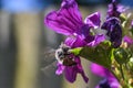 Bee flying on a violet flower to feed on pollen