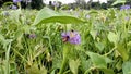 Bee Flying on water hyacinth in Pound