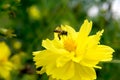 Bee flying on yellow flowers