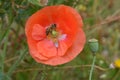 Bee Forages on Orange Flanders Poppy 03