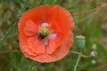 Bee Forages on Orange Flanders Poppy 04