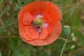 Bee Forages on Orange Flanders Poppy 06