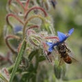 Bee foraging on a blue borage flower Royalty Free Stock Photo