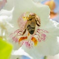 A bee foraging a Catalpa bignonioides flower