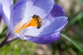 Bee foraging a purple crocus flower