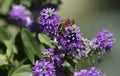 Bee foraging on a verbena flower Royalty Free Stock Photo