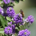 Bee foraging on a verbena flower Royalty Free Stock Photo