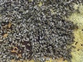 Bee frame with honeycombs on which there are bees Royalty Free Stock Photo