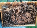 Bee Frame with Queen Cells and Worker Bees Royalty Free Stock Photo