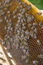 Bee frame with worker combs close up Royalty Free Stock Photo