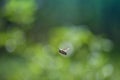 Bee Free bumble bee in flight Royalty Free Stock Photo