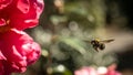 Bee and a Fresh Camellia Blossom