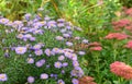 Bee-friendly garden in autumn with Aster amellus and Sedum Royalty Free Stock Photo