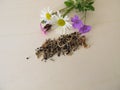 Bee friendly seed mixture and wildflowers for wild bees Royalty Free Stock Photo