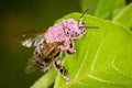 A bee full of pink pollen sitting on a green leaf - macro shot Royalty Free Stock Photo